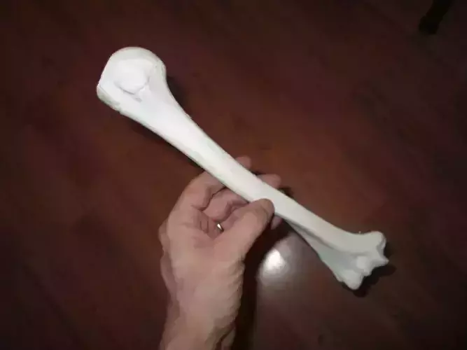 Humerus Bone - Right Human Upper Arm 3D print model