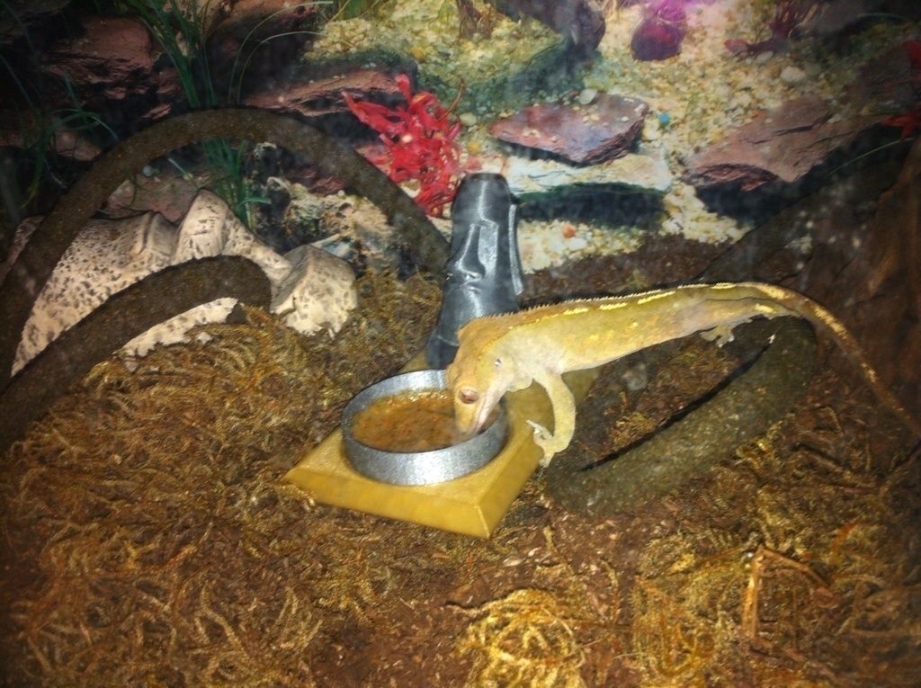 Gecko Feeding Altar Free 3D print model_5