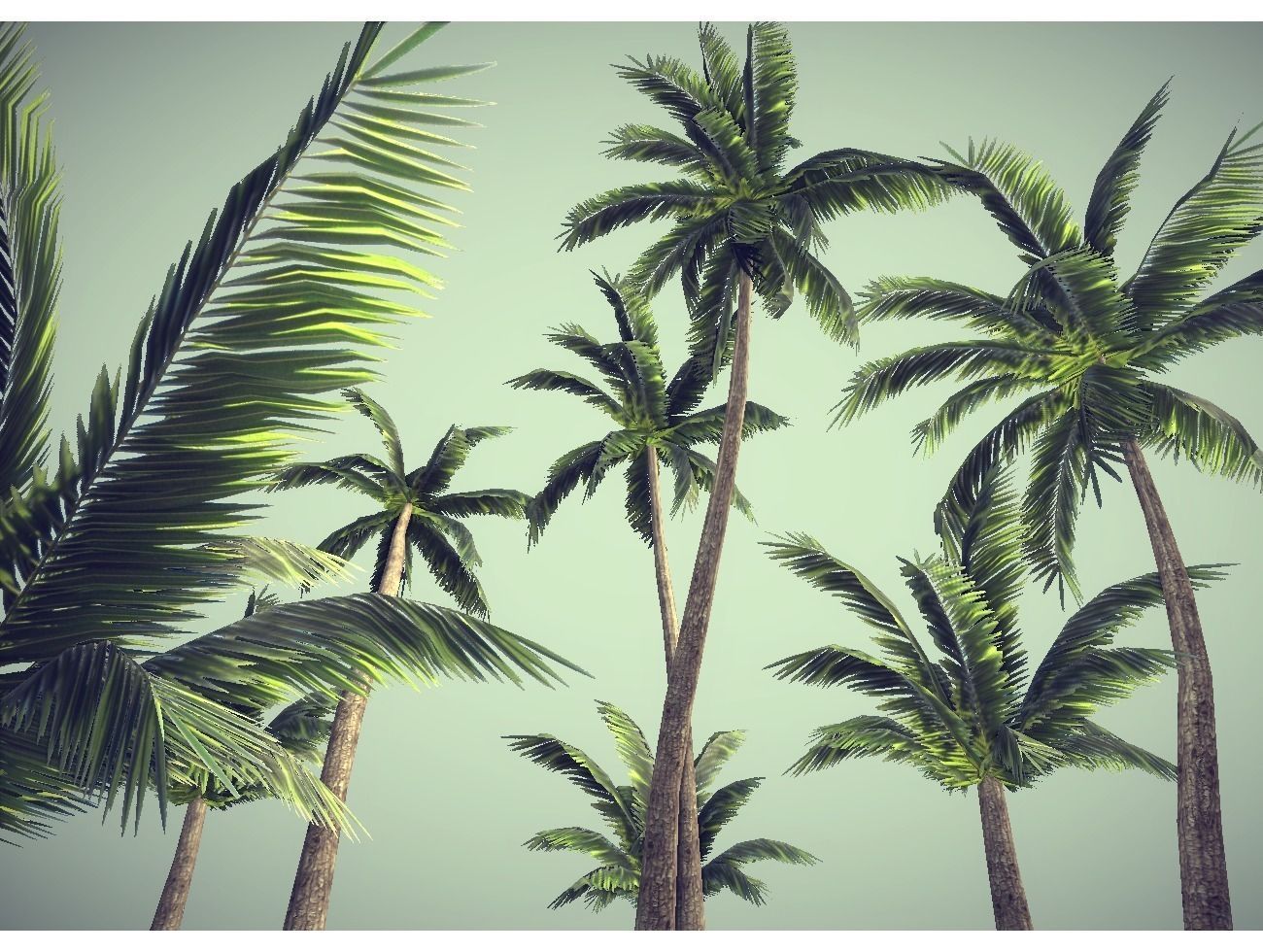 low poly palms pack Low-poly 3D model_5