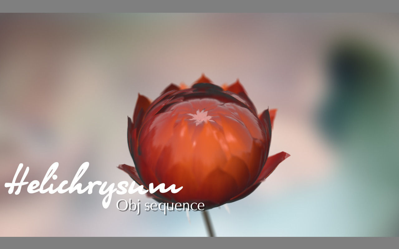 Aster lotus flower 3D model_2
