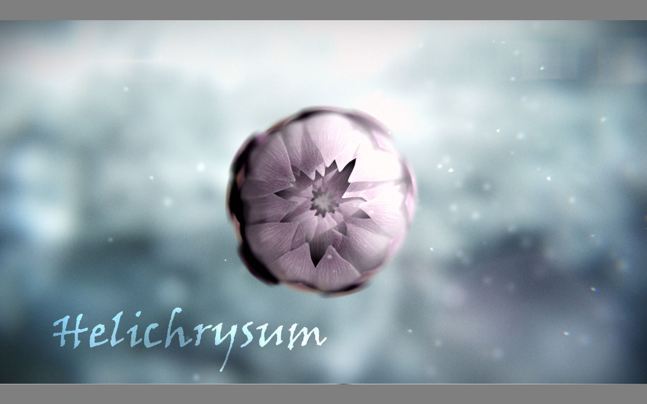 Aster lotus flower 3D model_11