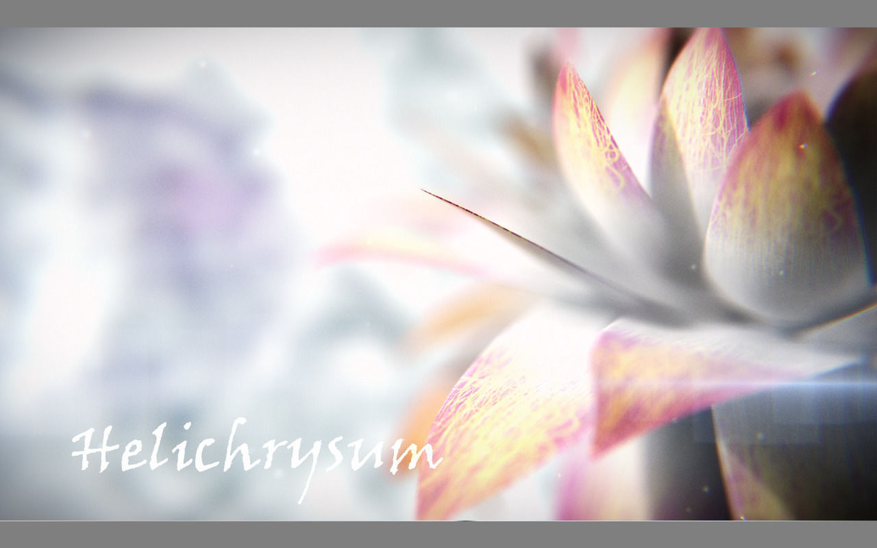 Aster lotus flower 3D model_12