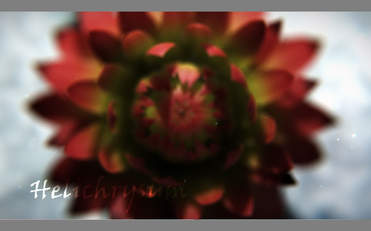 Aster lotus flower 3D model_14