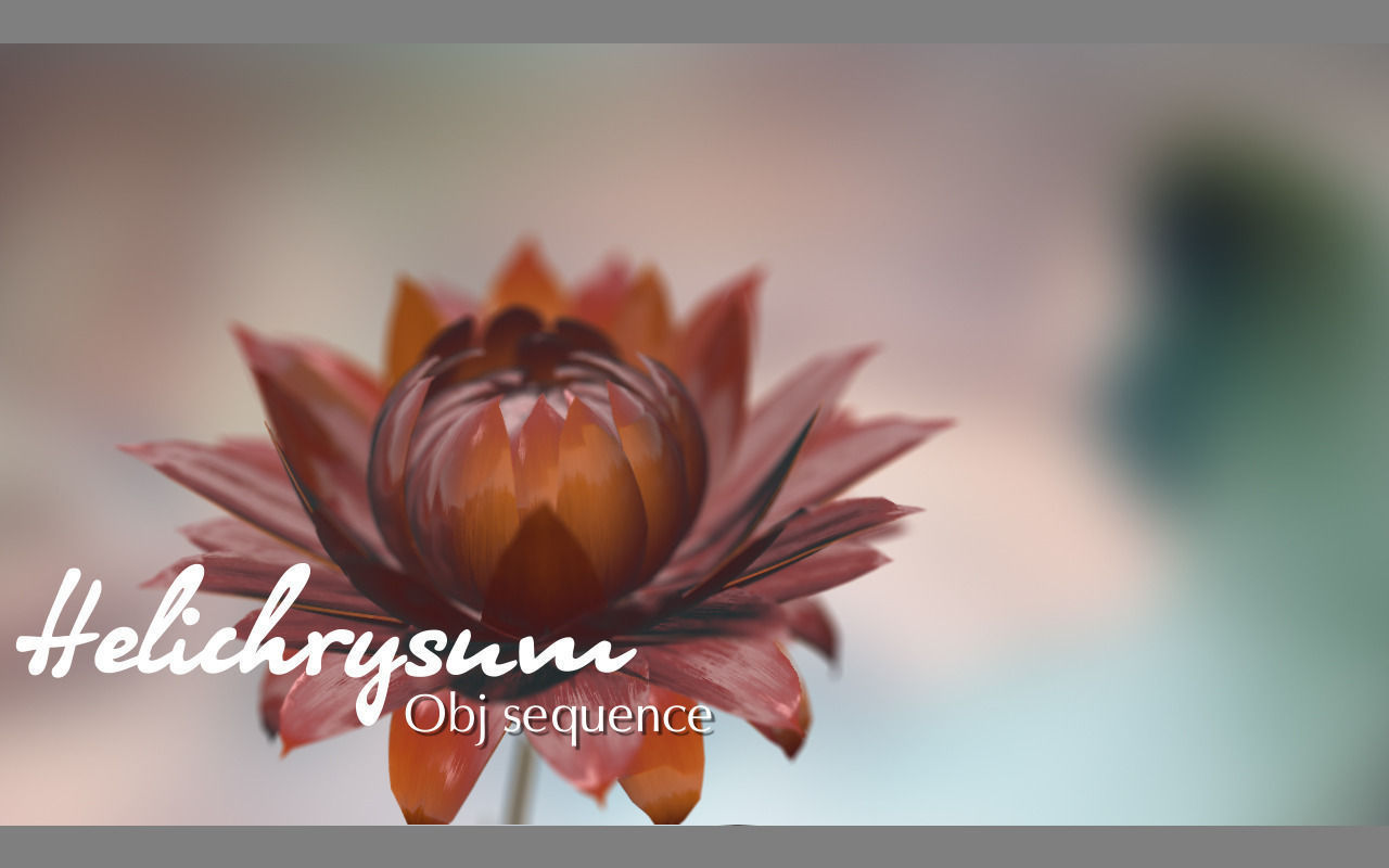 Aster lotus flower 3D model_1