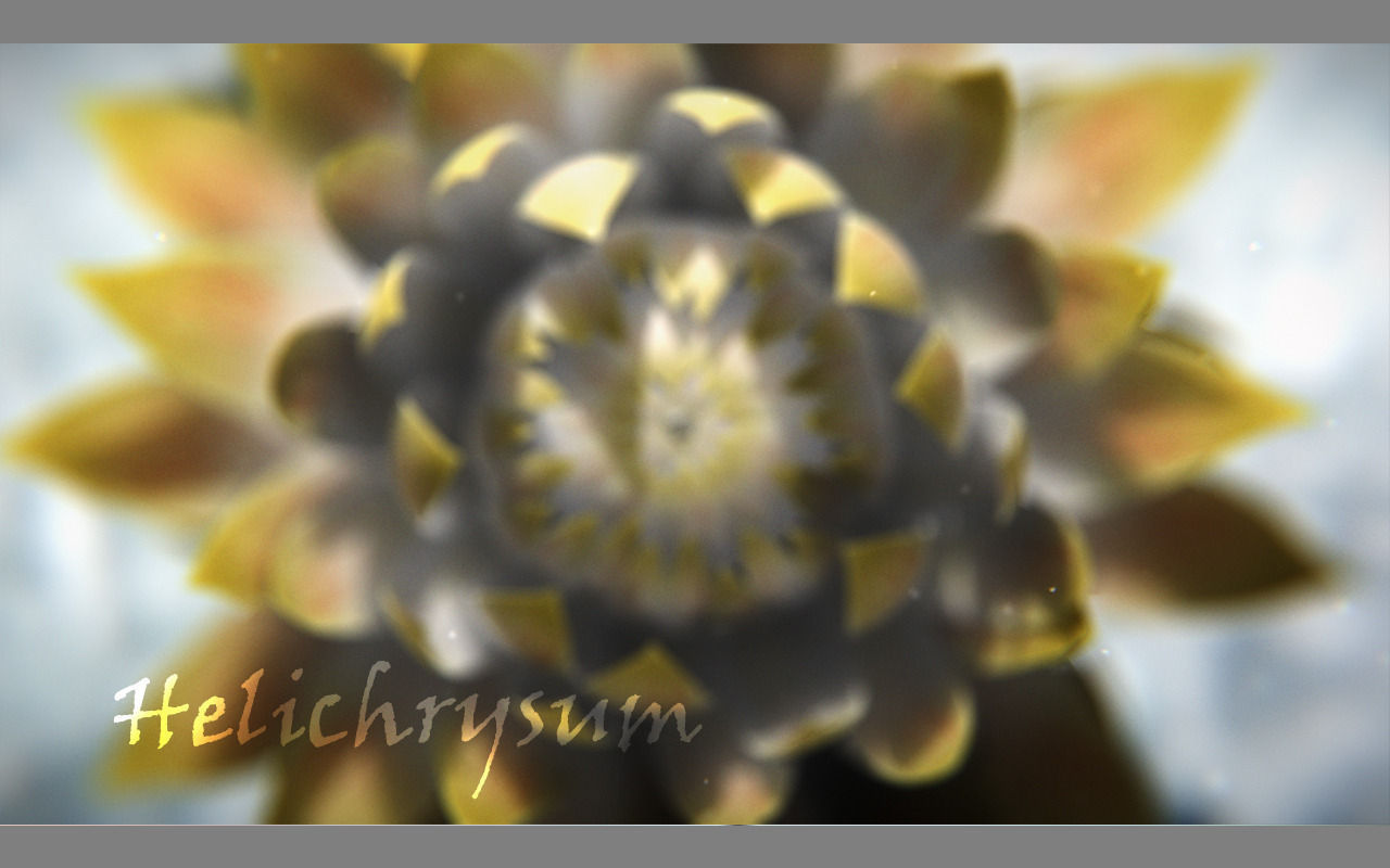 Aster lotus flower 3D model_13