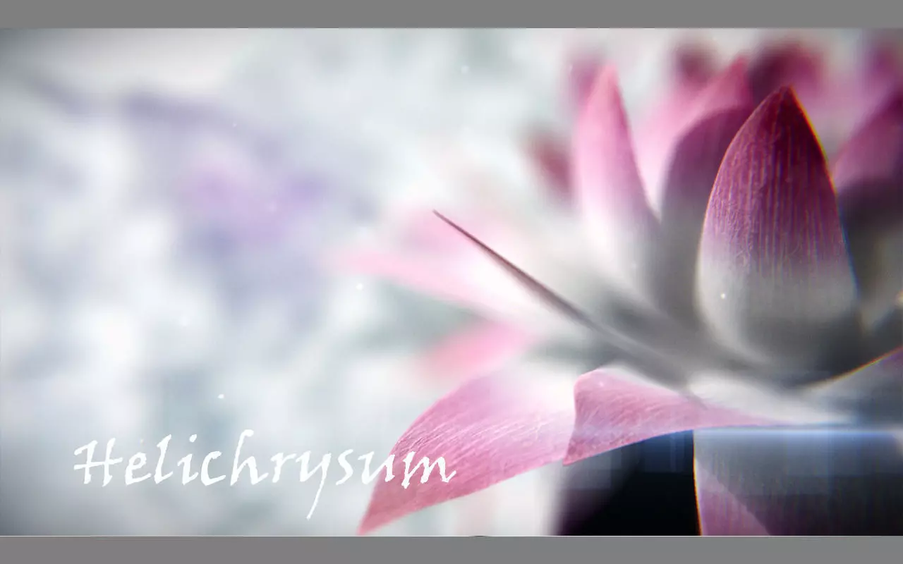 Aster lotus flower 3D model_0