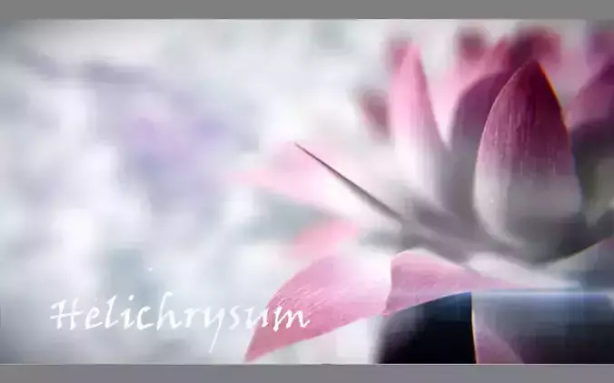 Aster lotus flower 3D model