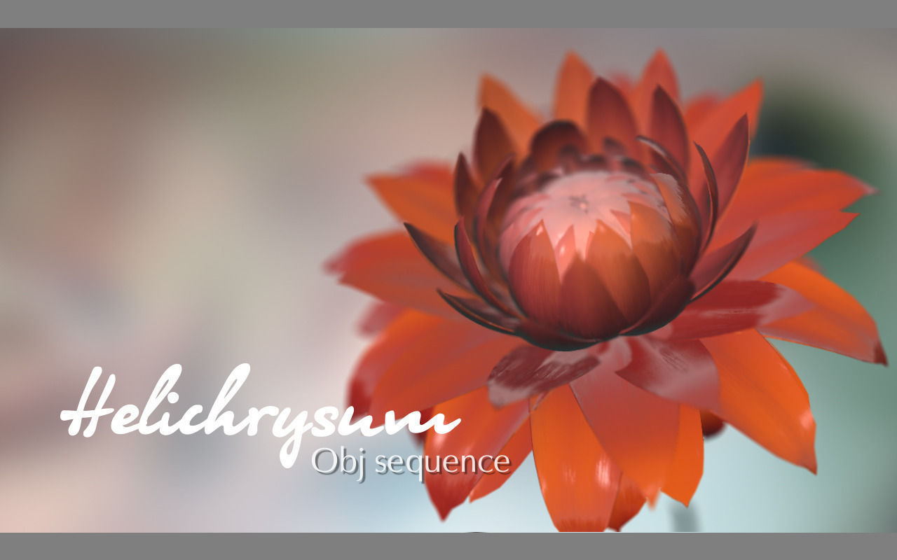 Aster lotus flower 3D model_3