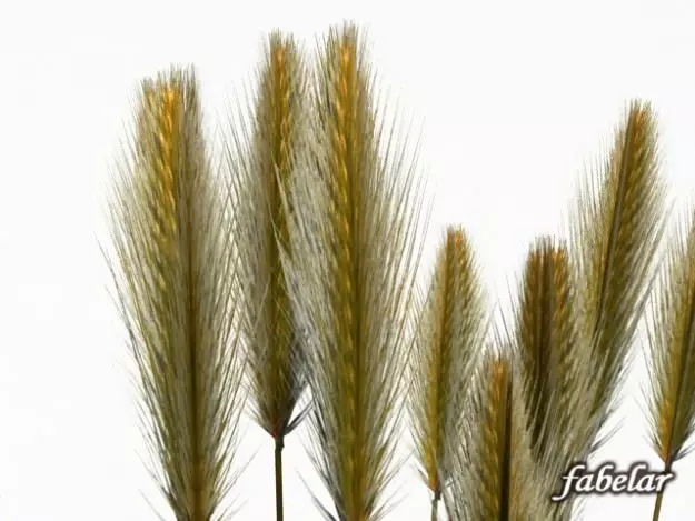 Wheat grasses Free 3D model