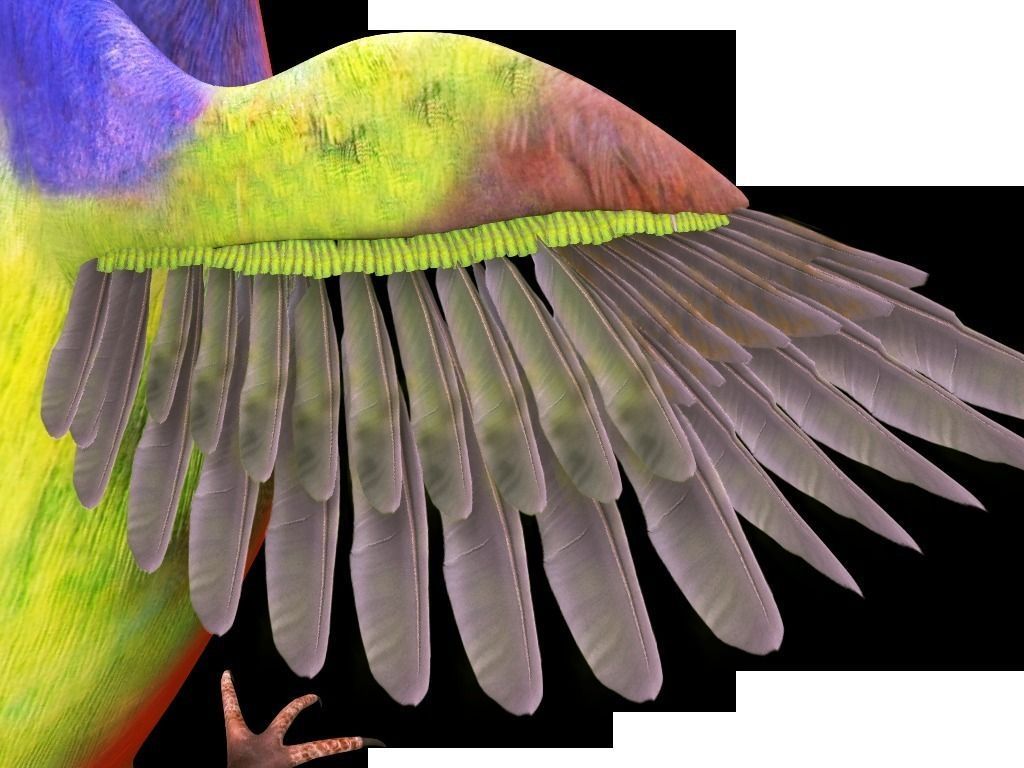 Bunting Bird Low-poly 3D model_6