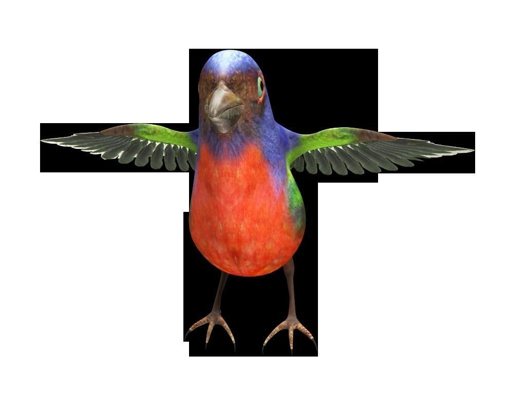 Bunting Bird Low-poly 3D model_3