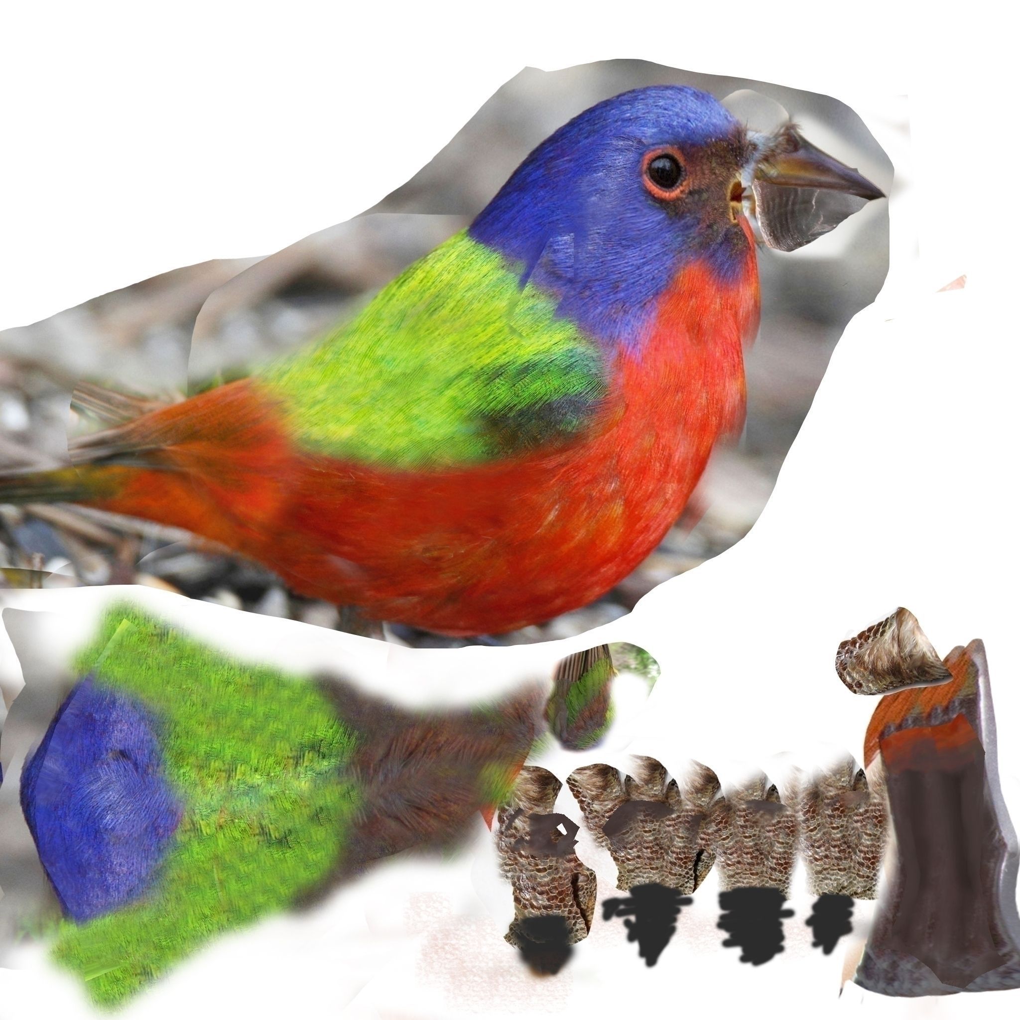 Bunting Bird Low-poly 3D model_11