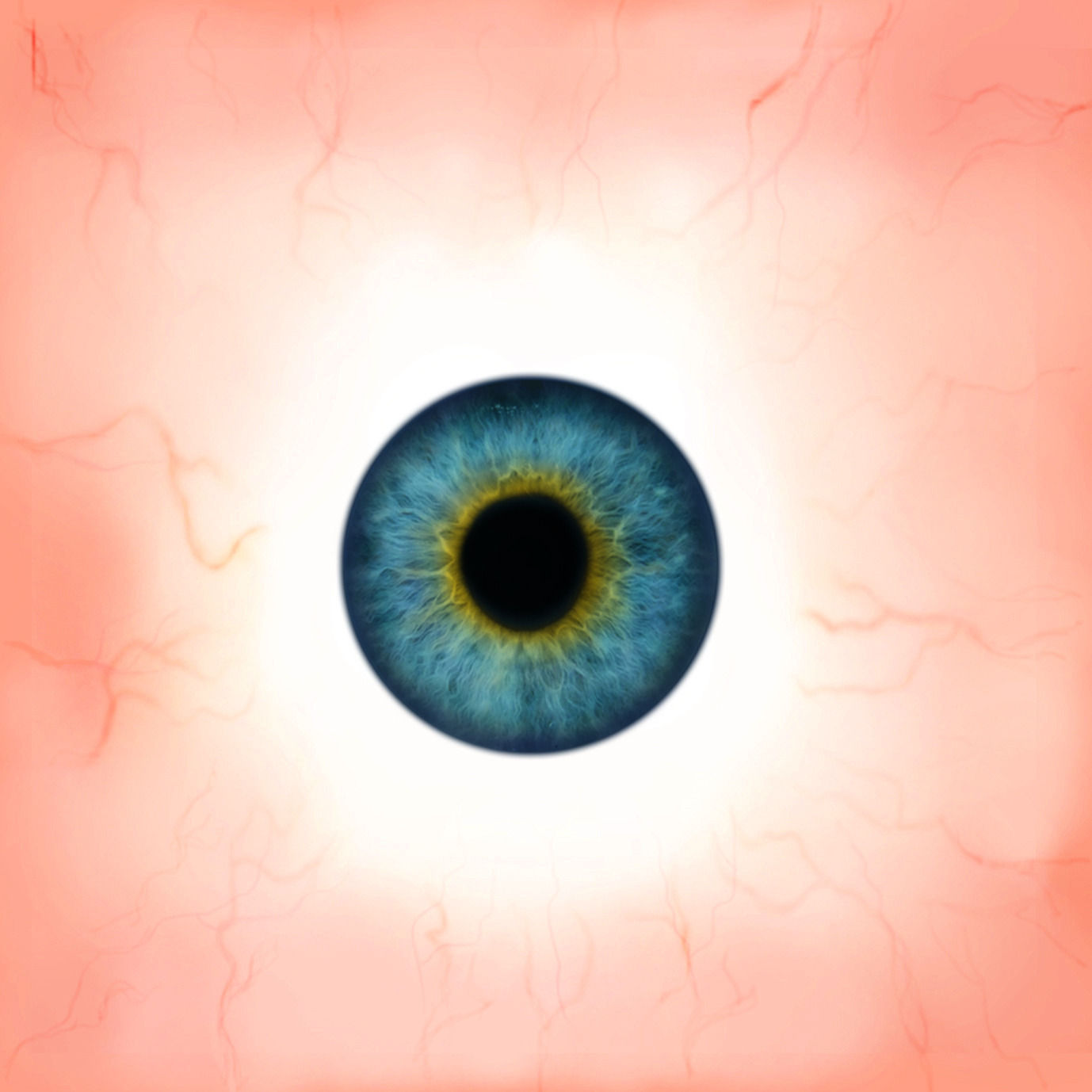 Bunting Bird Low-poly 3D model_7