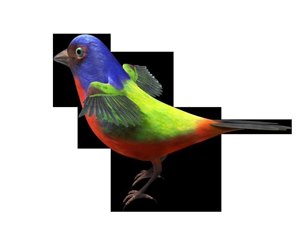 Bunting Bird Low-poly 3D model_2