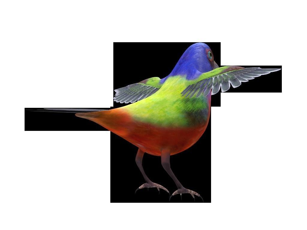 Bunting Bird Low-poly 3D model_0