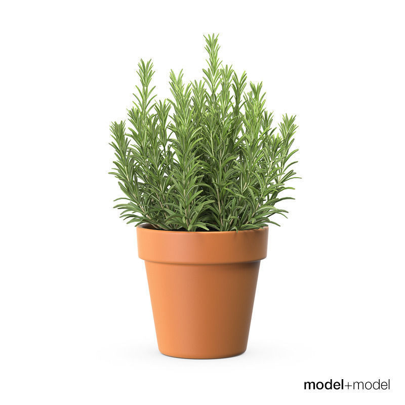 Rosemary 3D model_3