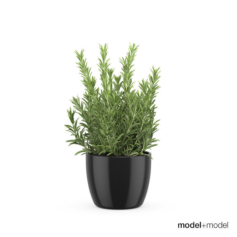 Rosemary 3D model_0