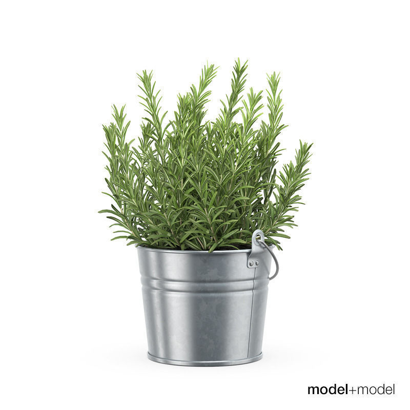 Rosemary 3D model_1