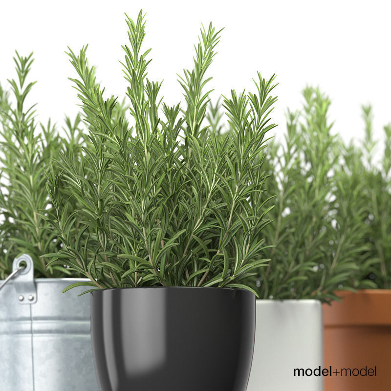 Rosemary 3D model_2