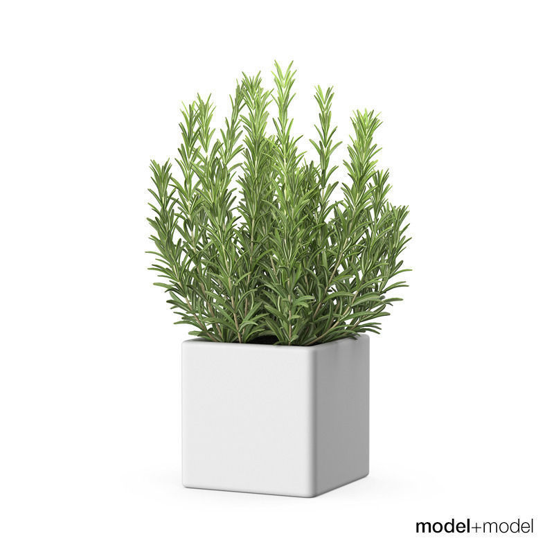 Rosemary 3D model_4