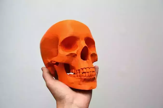 Simplified Human Skull
