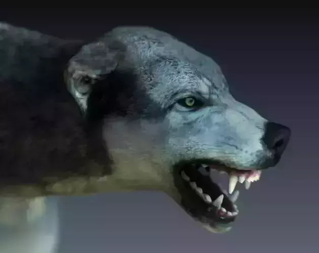 Gray Wolf Low-poly 3D model