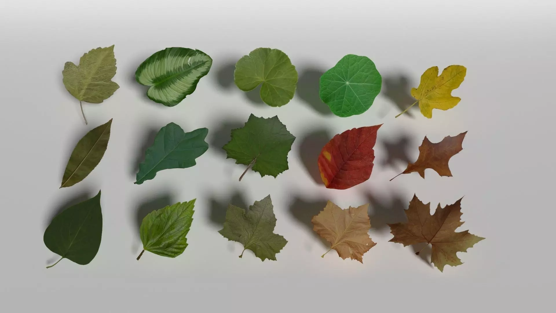 Lowpoly Leaves Pack Low-poly 3D model