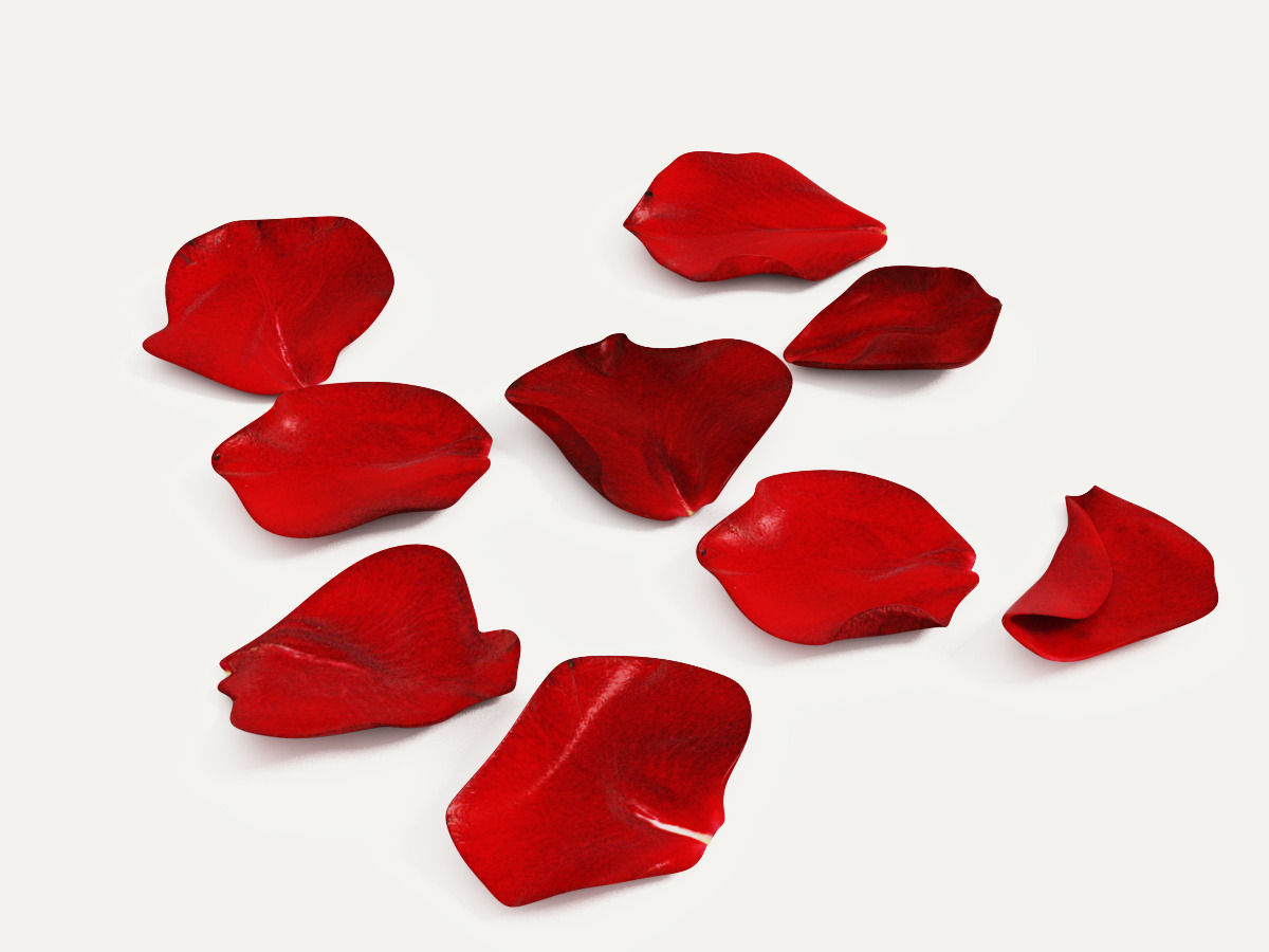 Rose Petals 3D Model MAX OBJ 3DS FBX DWG