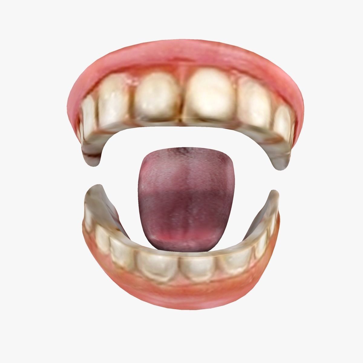 how model to maya and gums teeth in ready .ma .mb .obj and Game Poly Teeth Model Tongue .fbx 3D Low