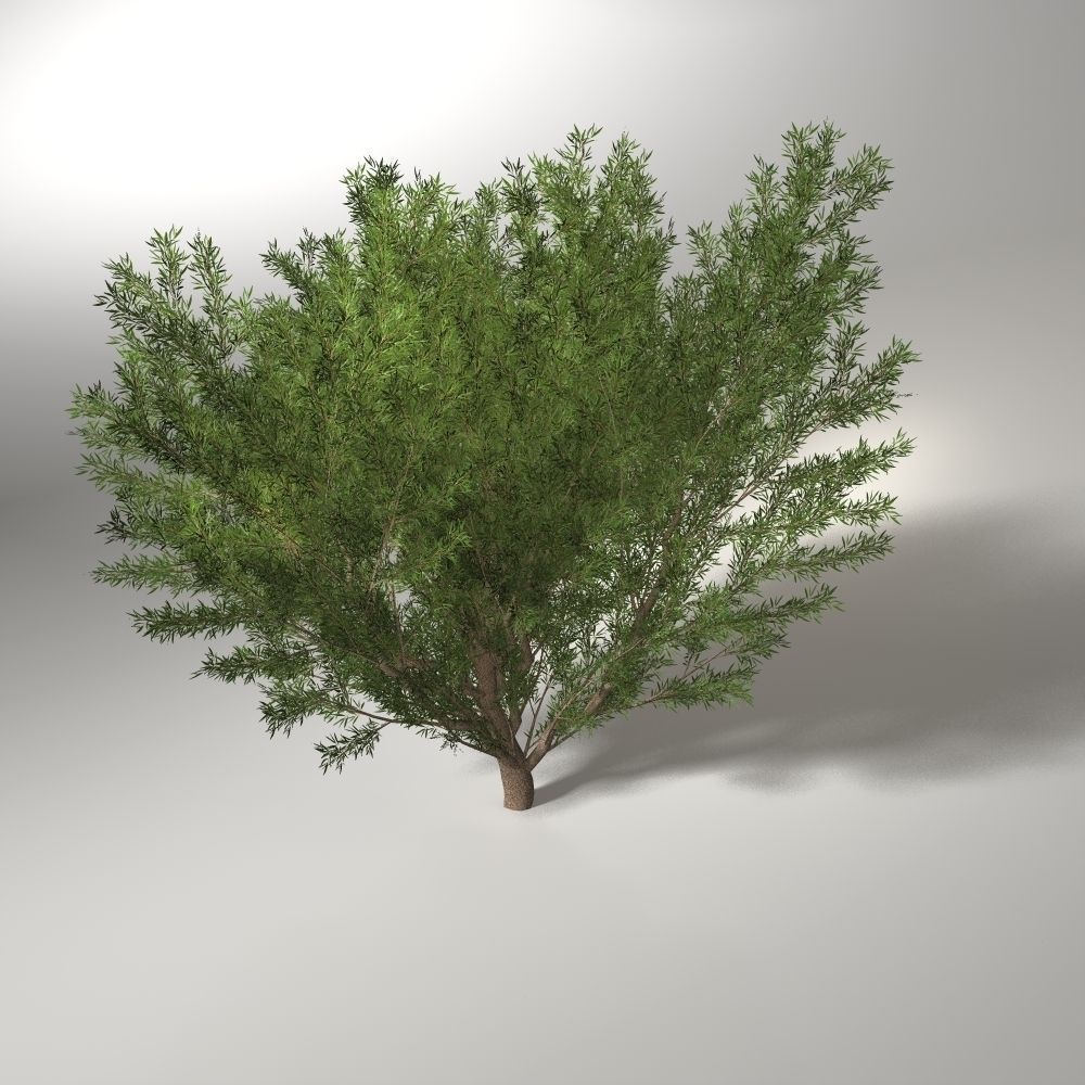 crack willow  10m 3D model_1