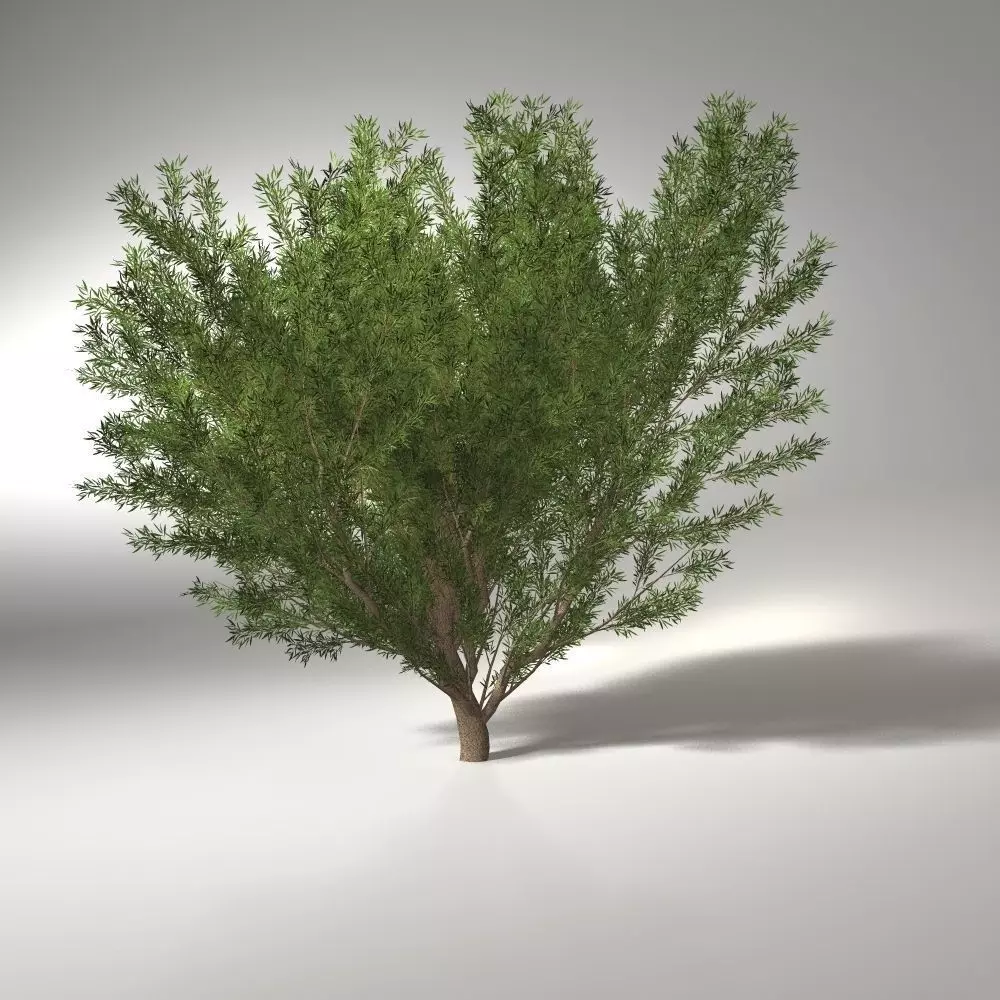 crack willow  10m 3D model_0