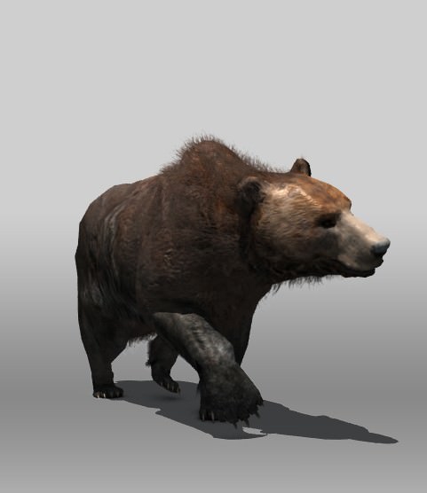 Grizzly Bear Low-poly 3D model_4