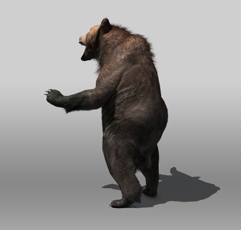 Grizzly Bear Low-poly 3D model_3