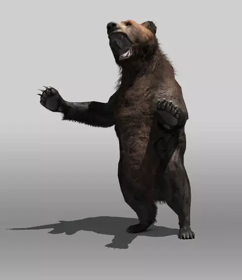 Grizzly Bear Low-poly 3D model_0