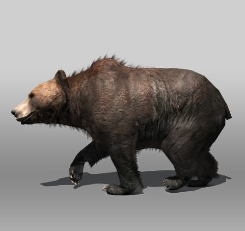 Grizzly Bear Low-poly 3D model_5