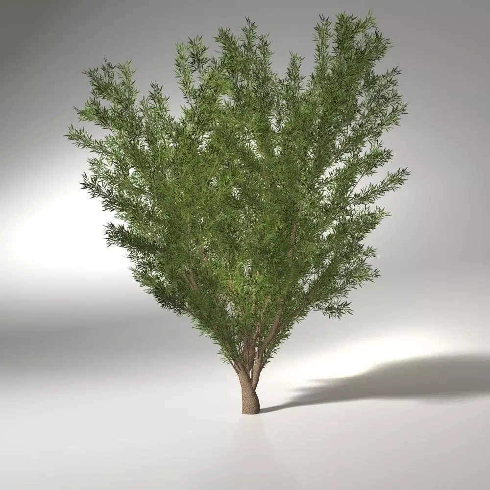 crack willow 8 M 3D model_0