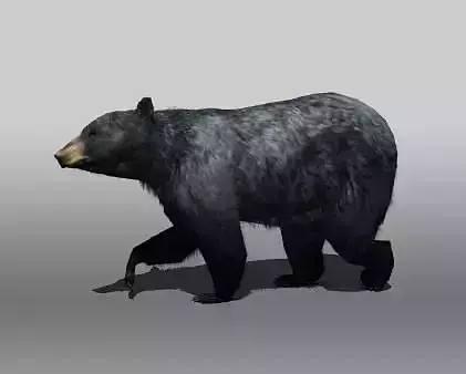 Black Bear Low-poly 3D model