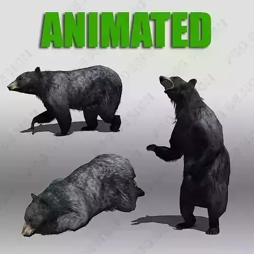 Black Bear Animated Low-poly 3D model