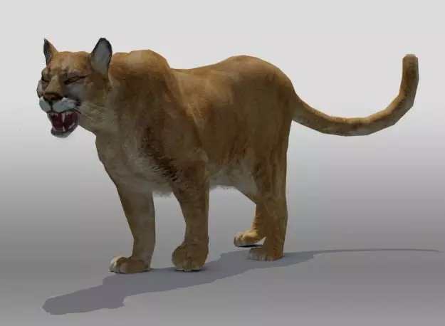 Mountain Lion 3D model_0