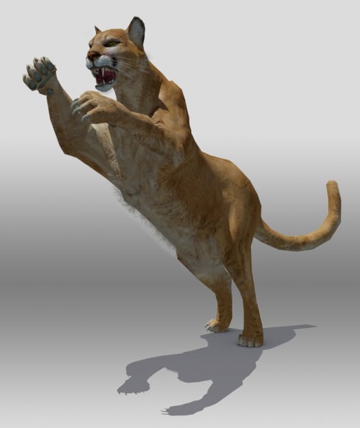 Mountain Lion 3D model_4