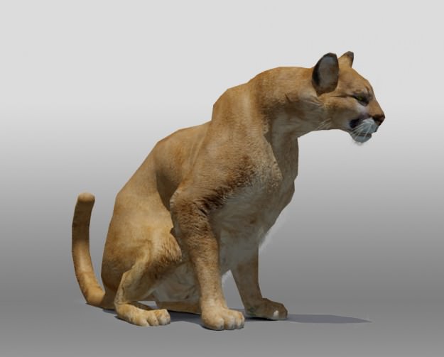 Mountain Lion 3D model_3