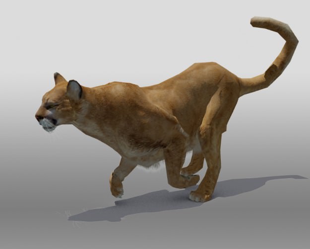 Mountain Lion 3D model_2