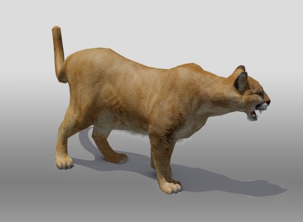 Mountain Lion 3D model_6