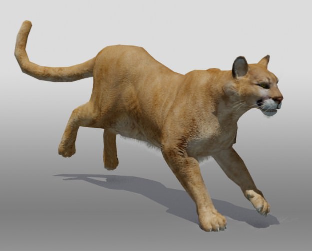 Mountain Lion 3D model_1