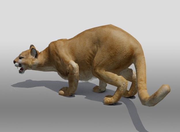 Mountain Lion 3D model_5
