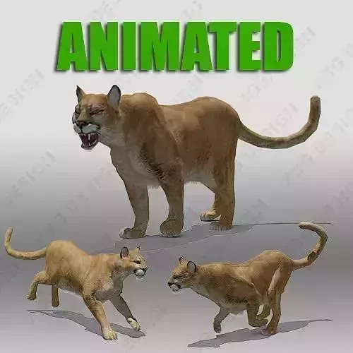 Mountain Lion Animated