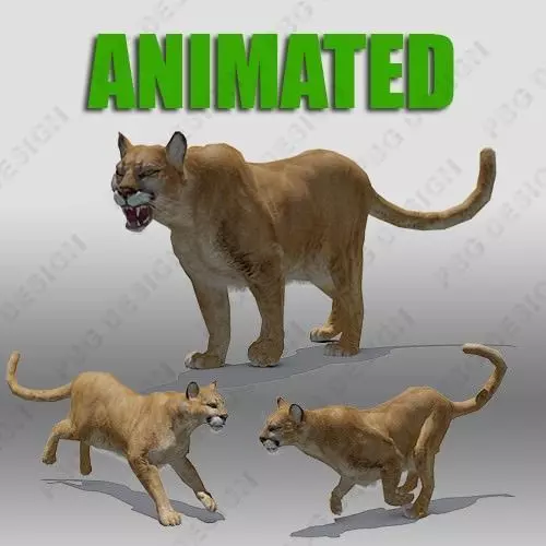 Mountain Lion Animated 3D model_0