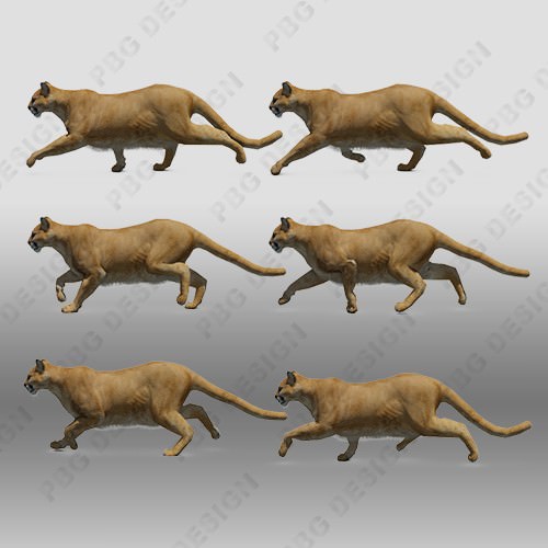 Mountain Lion Animated 3D model_3