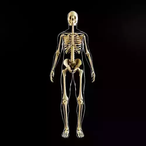 Skeleton and human body 3D model