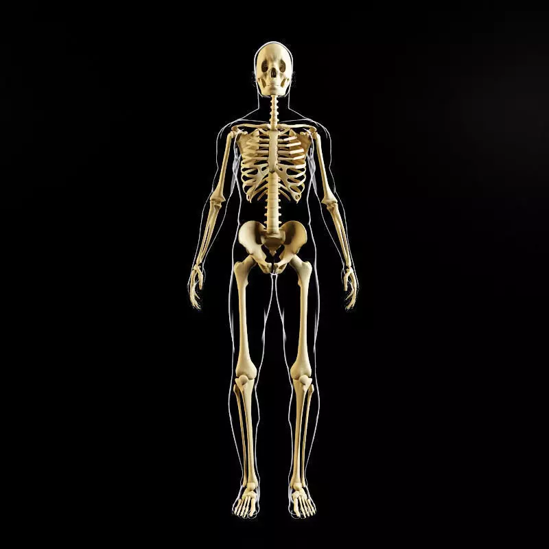Skeleton and human body 3D model